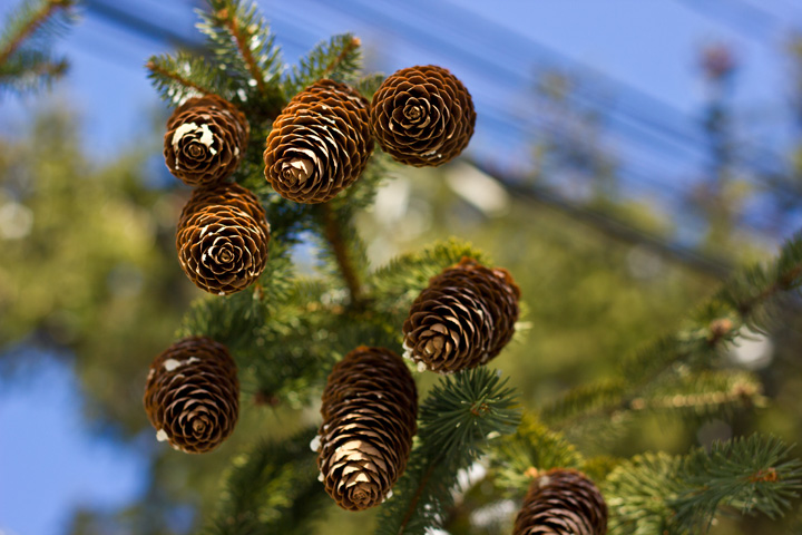 Pine Cones